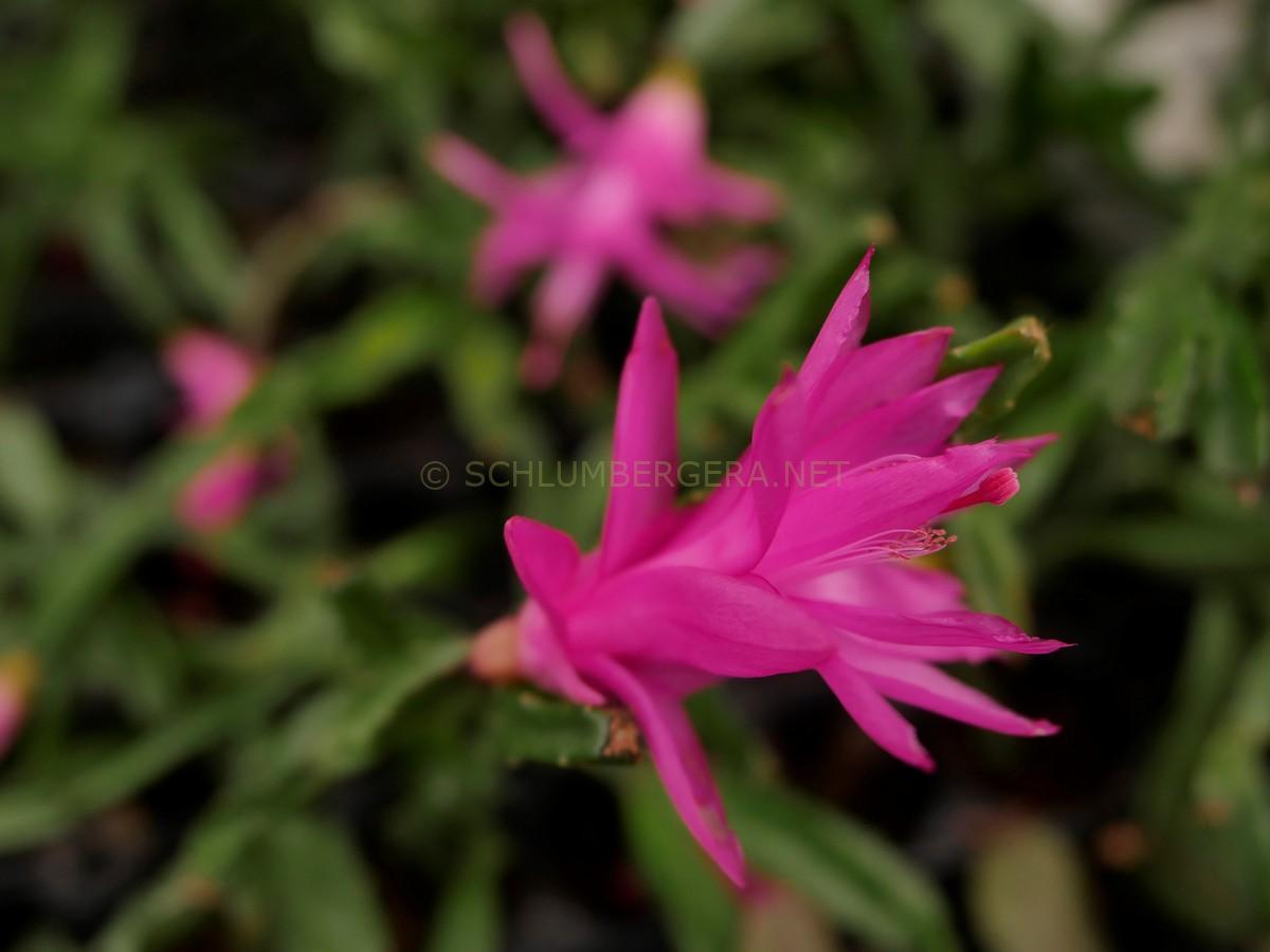 Schlumbergera 'Knuth'