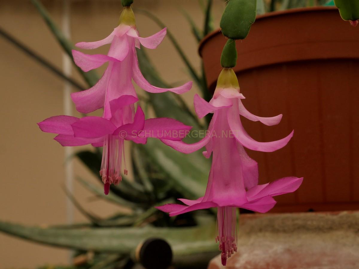 Schlumbergera 'Precious Promise'