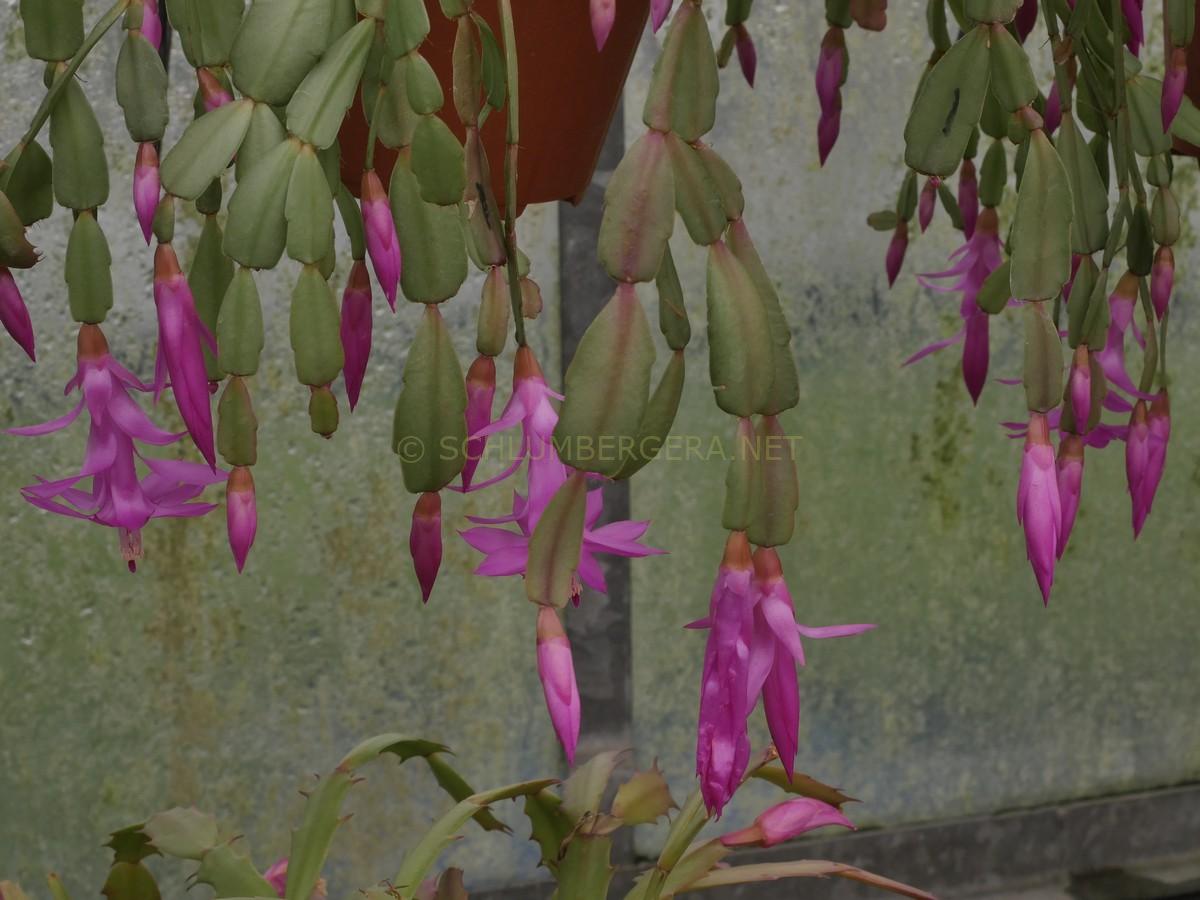 Schlumbergera 'Precious Promise'