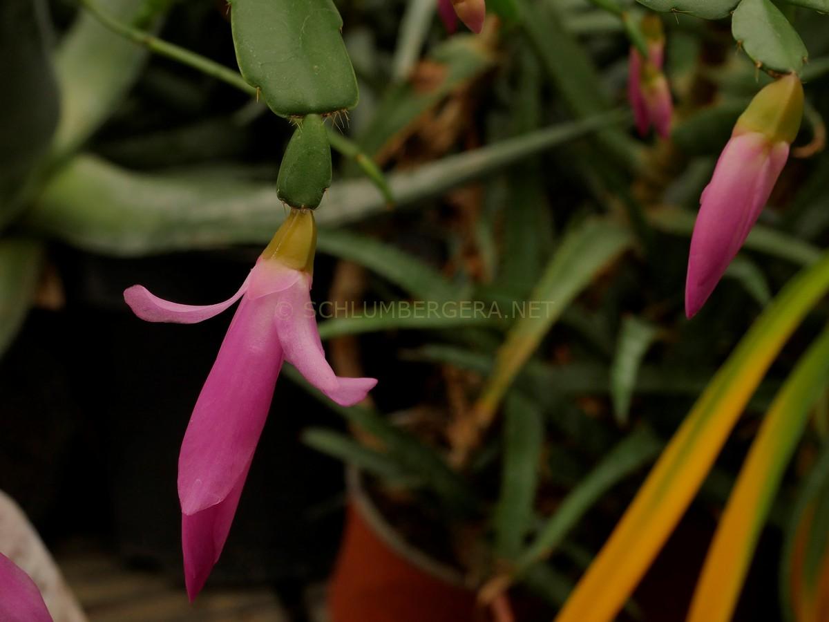 Schlumbergera 'Precious Promise'