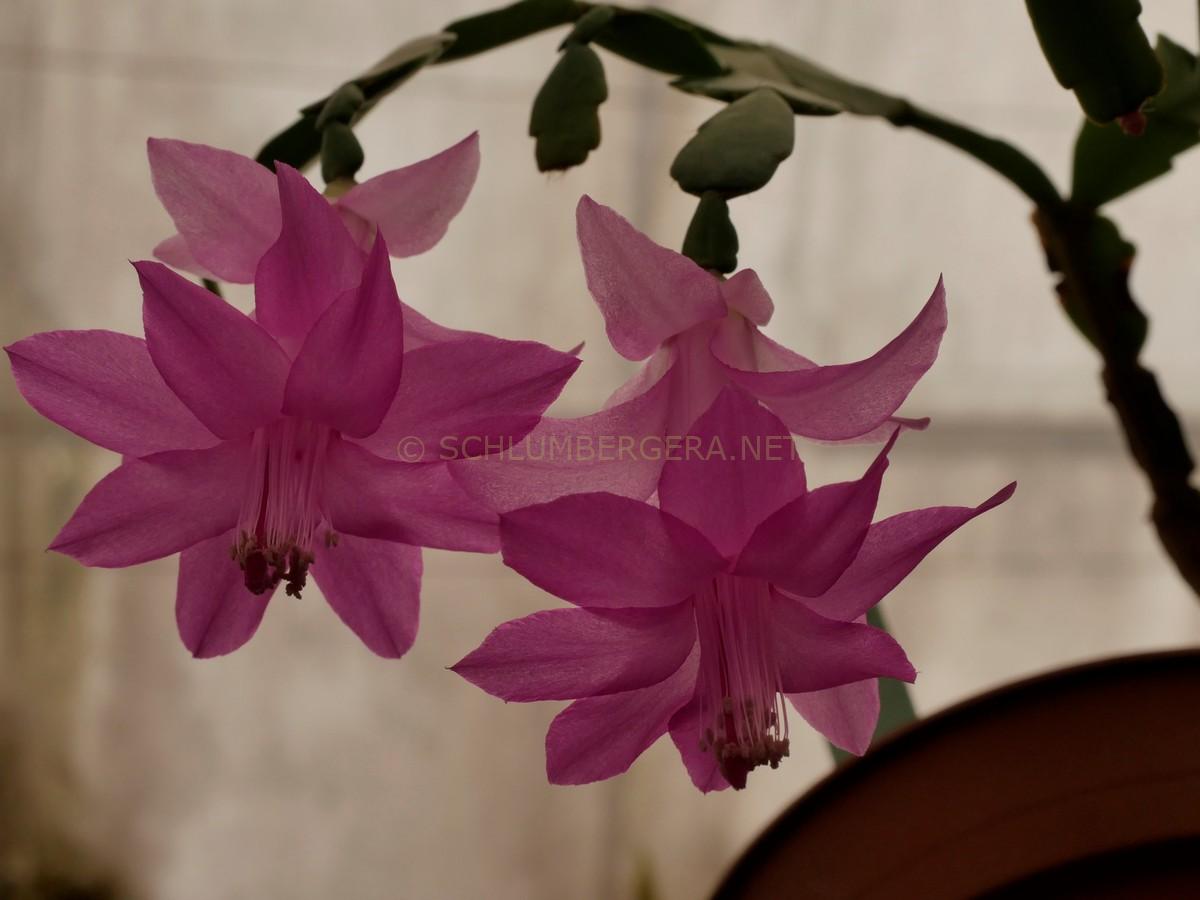 Schlumbergera 'Precious Promise'
