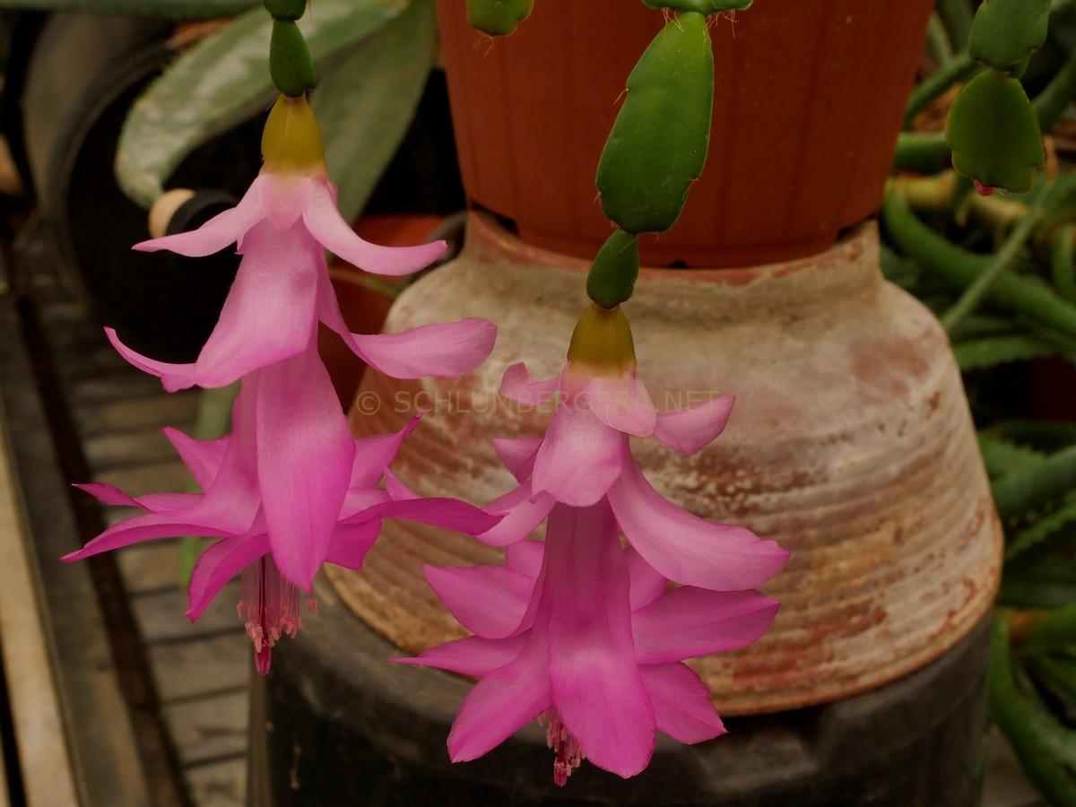 Schlumbergera 'Precious Promise'