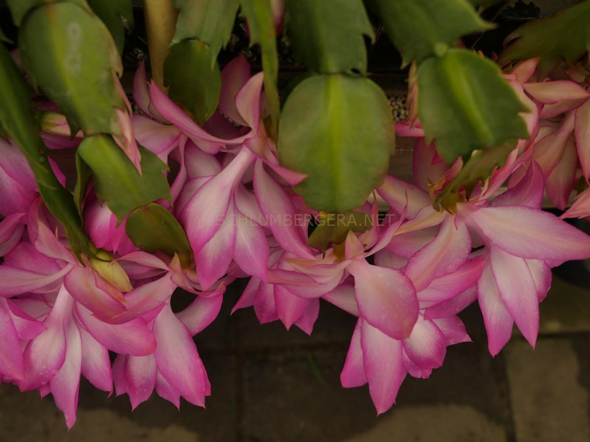 Schlumbergera 'Raining Colors'