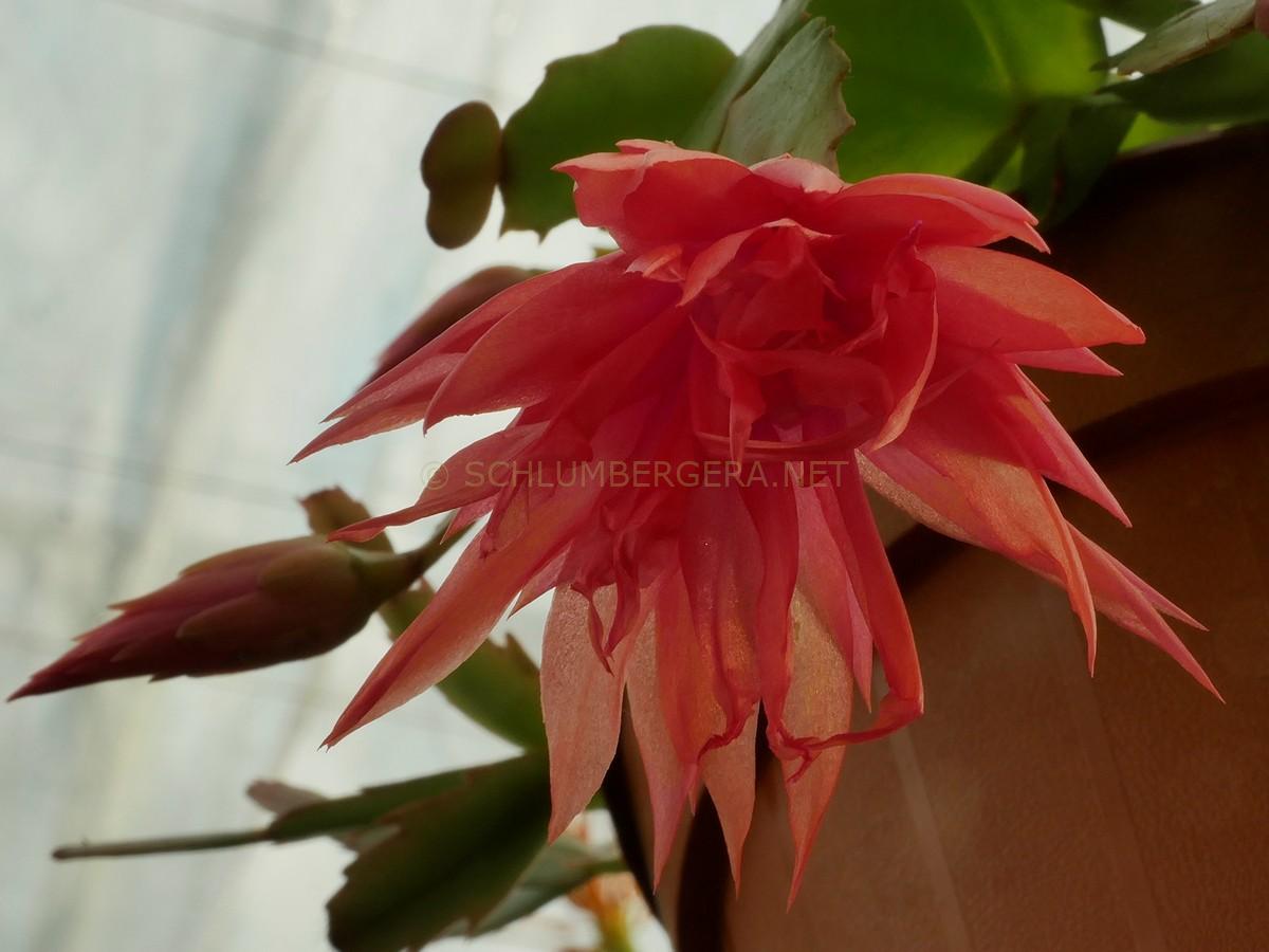 Schlumbergera 'Tropicana Jubilee'
