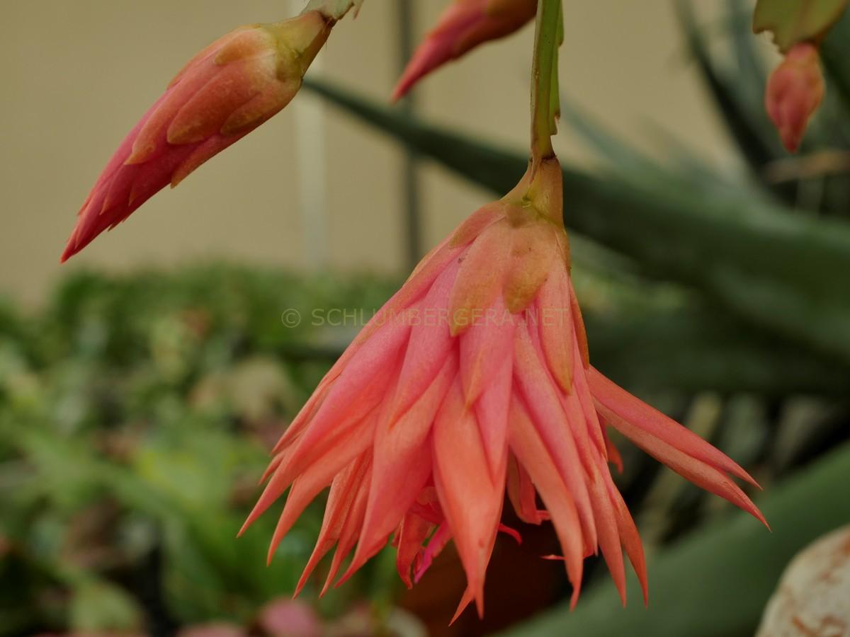 Schlumbergera 'Tropicana Jubilee'