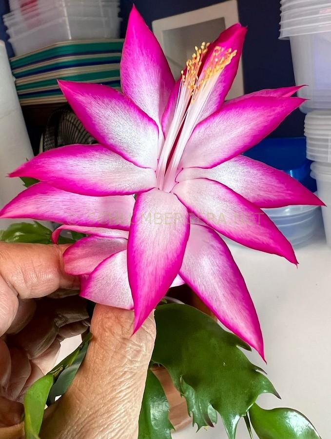 Schlumbergera 'Alana'
