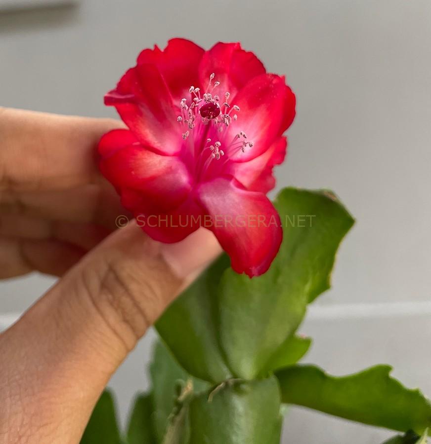 Schlumbergera 'Cecíllia Meireles'