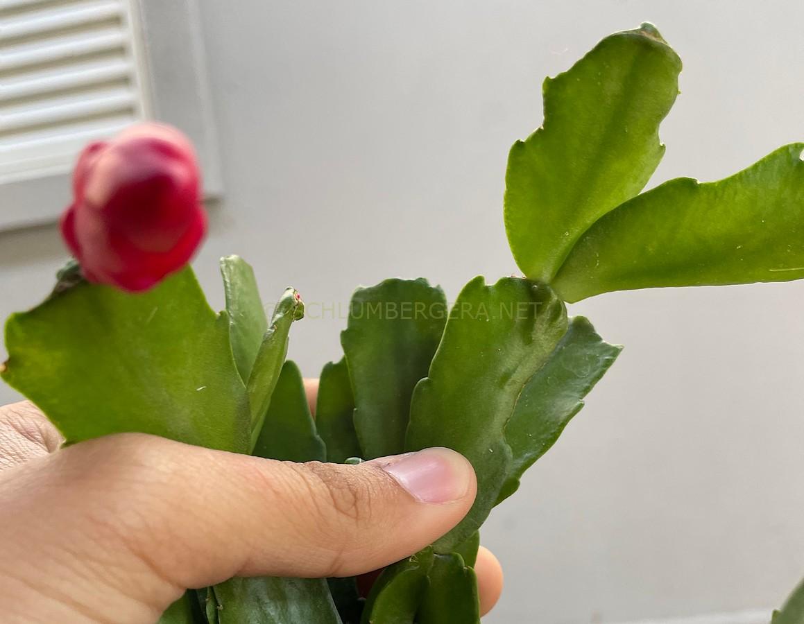 Schlumbergera 'Cecíllia Meireles'