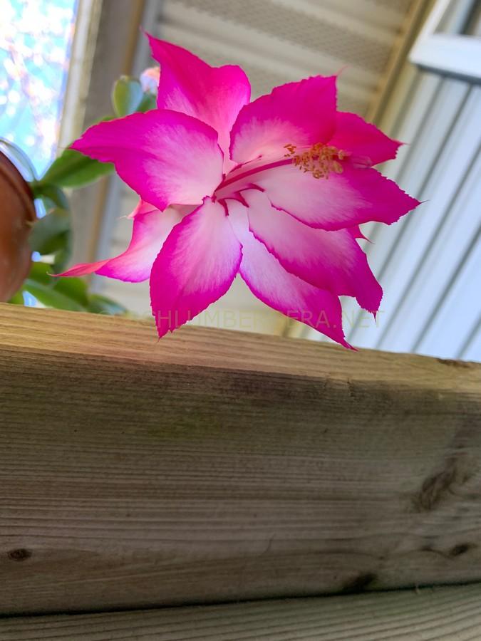 Schlumbergera 'Caroline Shotton'