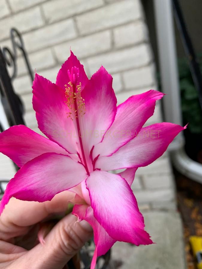 Schlumbergera 'Caroline Shotton'