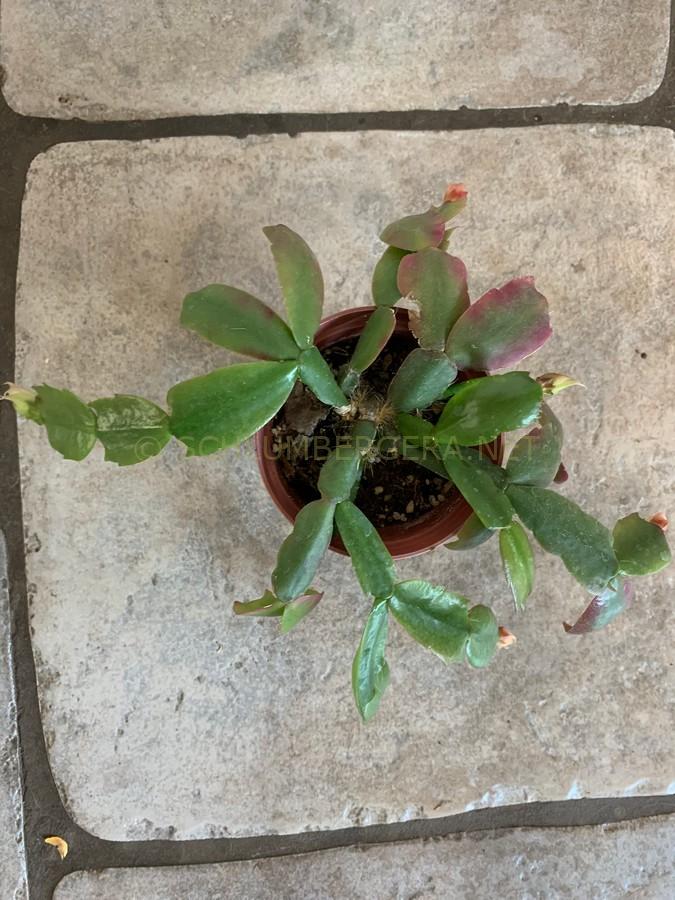 Schlumbergera 'Caroline Shotton'
