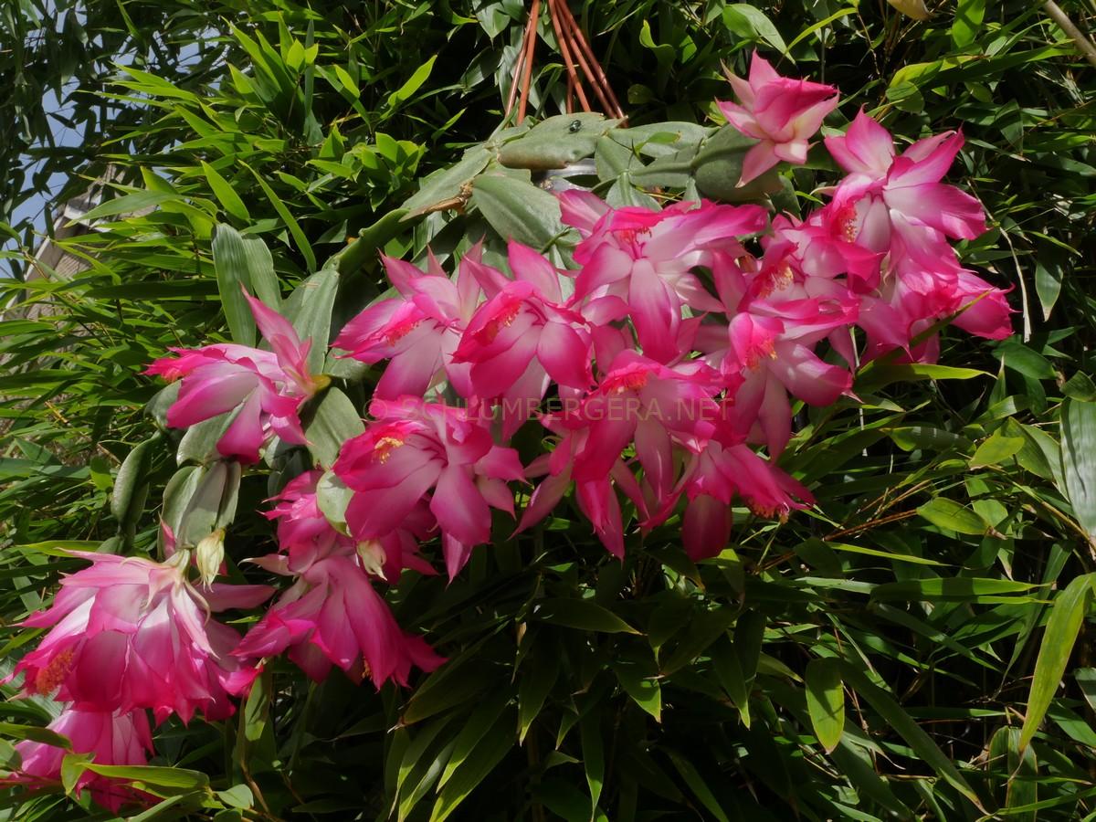 Schlumbergera orssichiana 'Dolly'