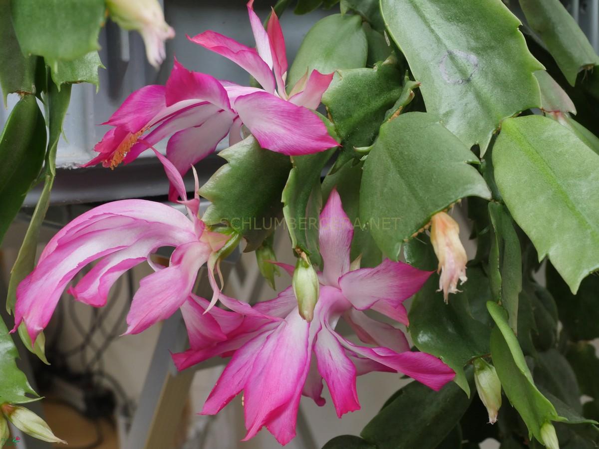 Schlumbergera orssichiana 'Dolly'