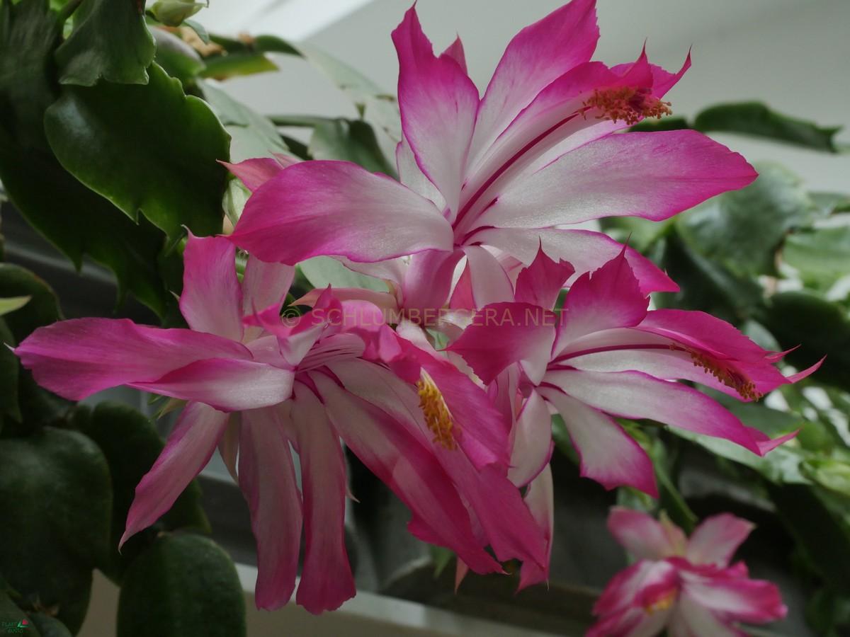 Schlumbergera orssichiana 'Dolly'
