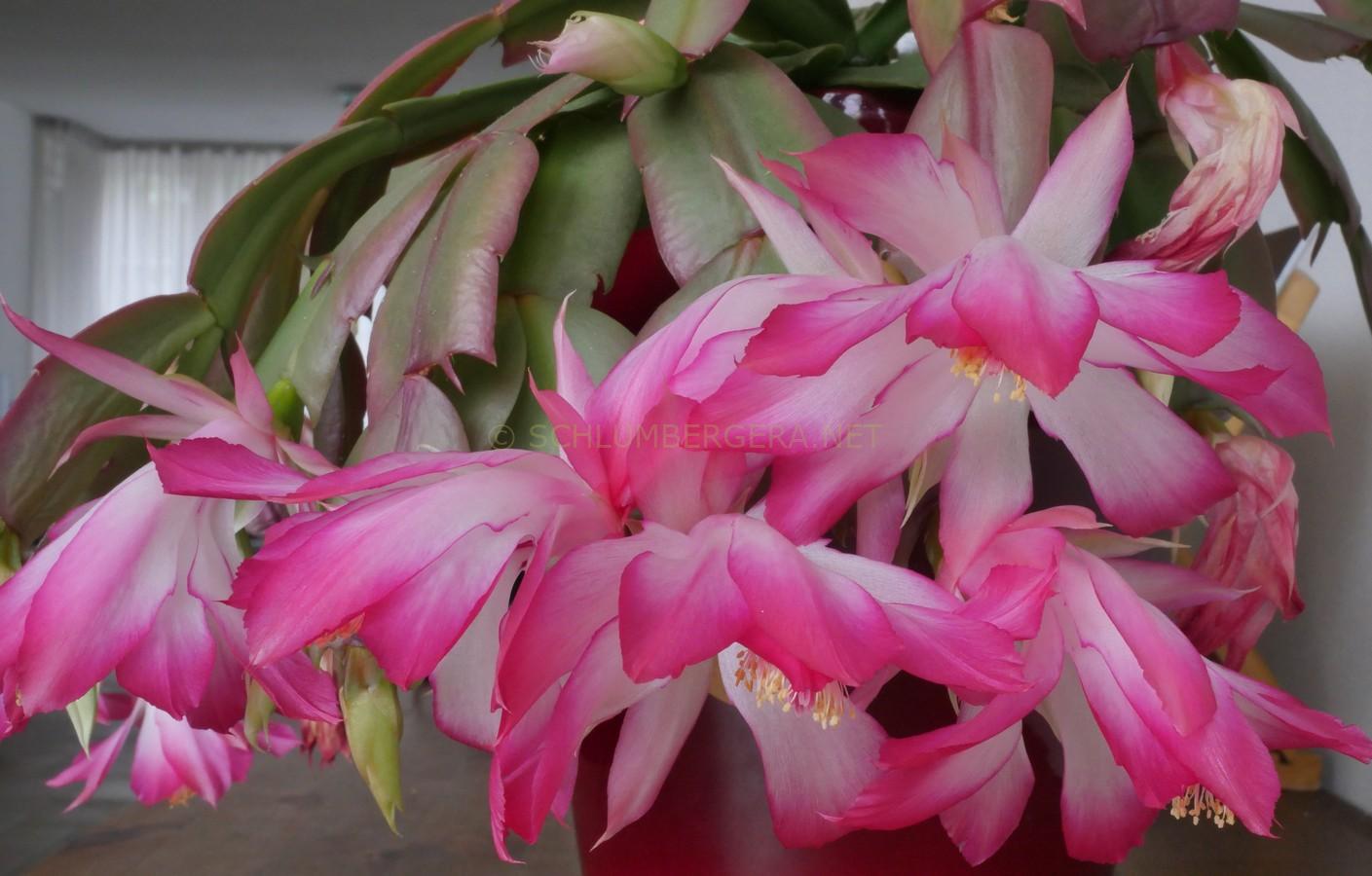 Schlumbergera orssichiana 'Dolly'