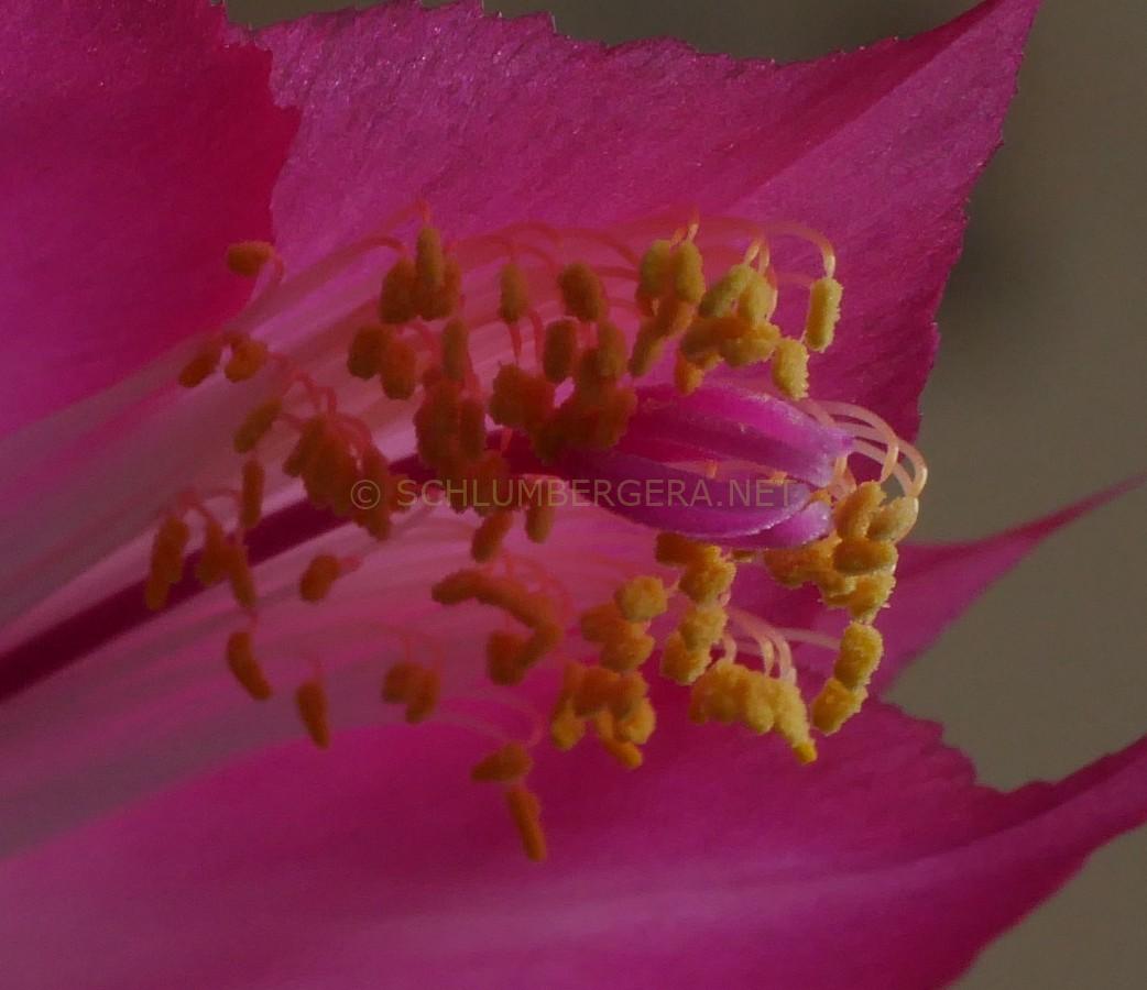 Schlumbergera orssichiana 'Eckhard'