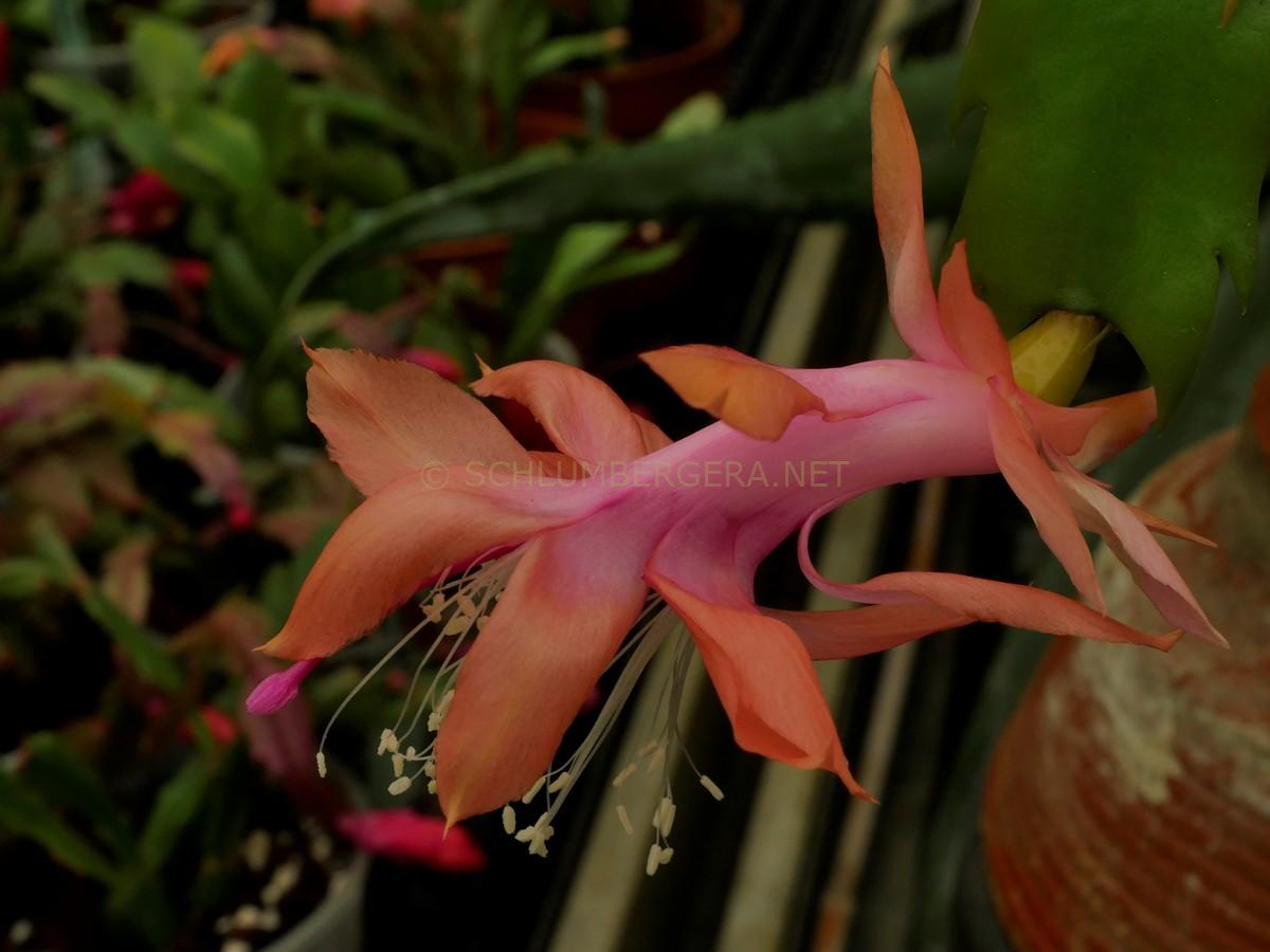 Schlumbergera 'Fawn'