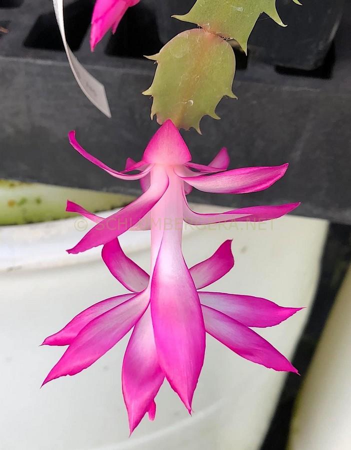 Schlumbergera 'New Deal'