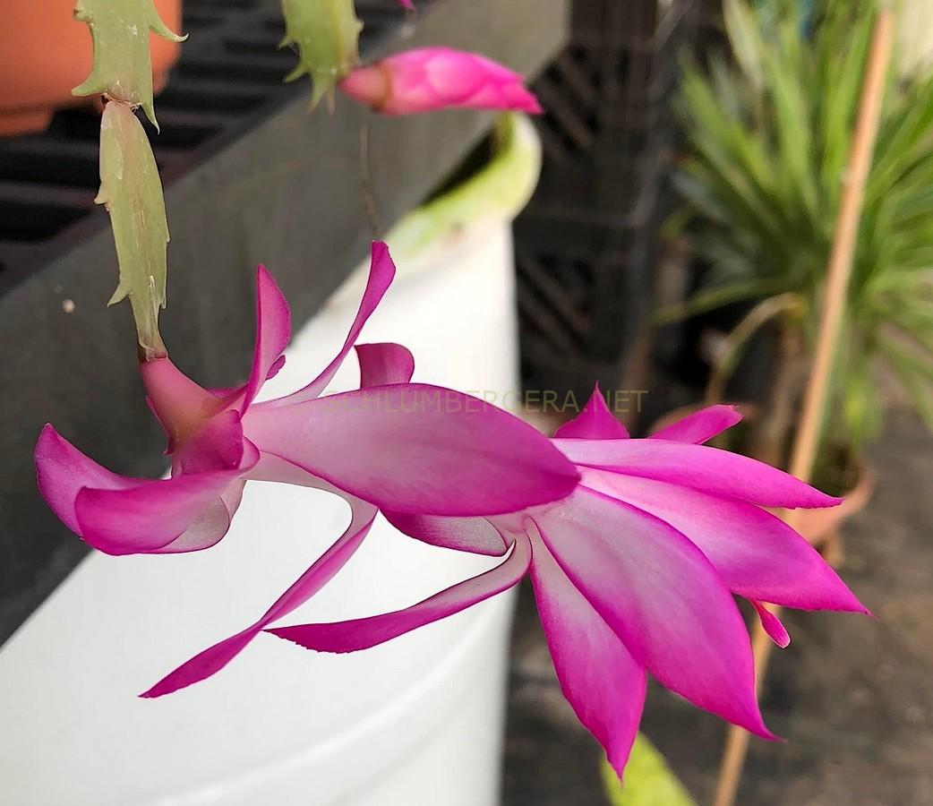 Schlumbergera 'New Deal'