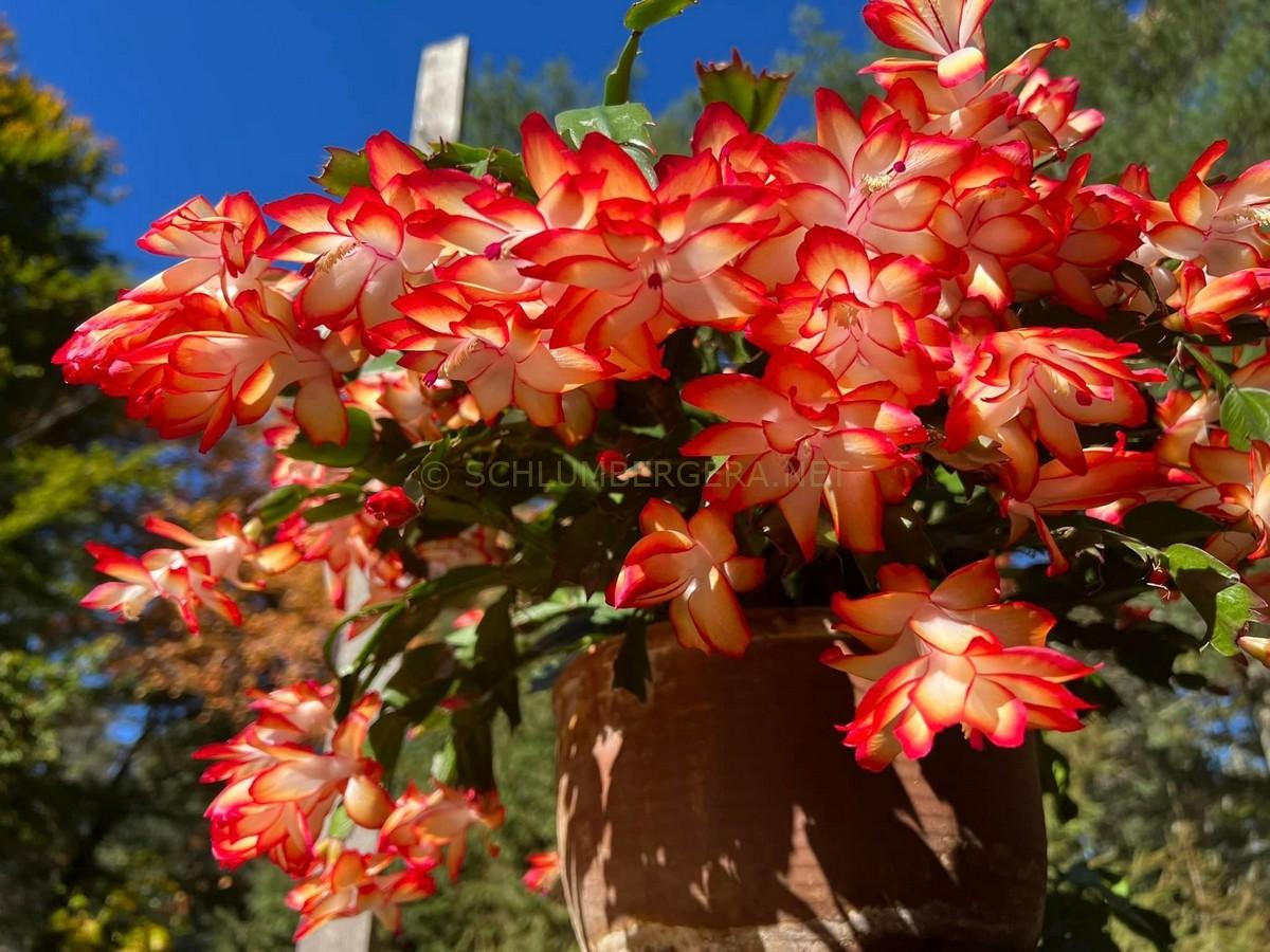 Schlumbergera 'Samba Brazil'
