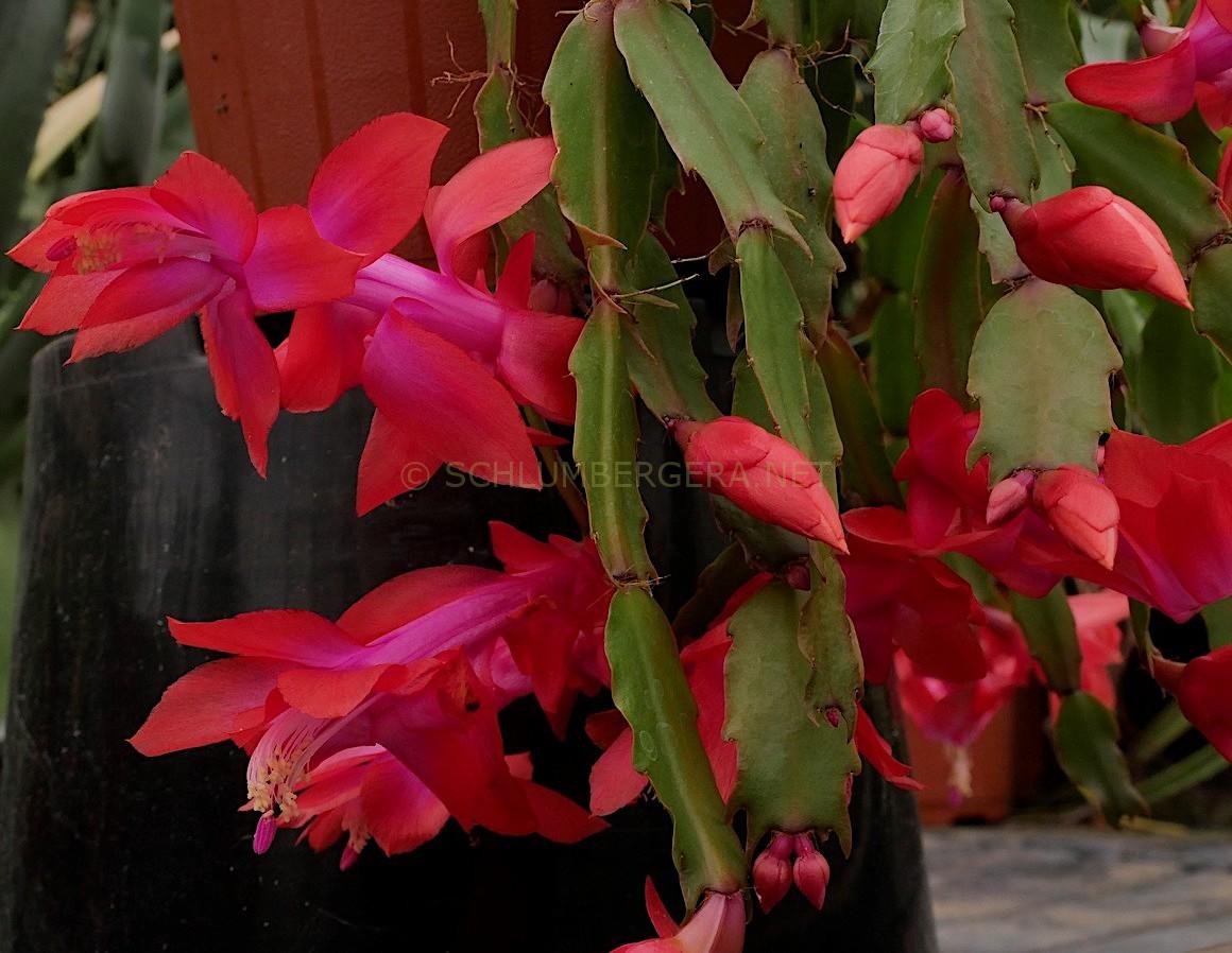 Schlumbergera 'Autumn Fireworks'