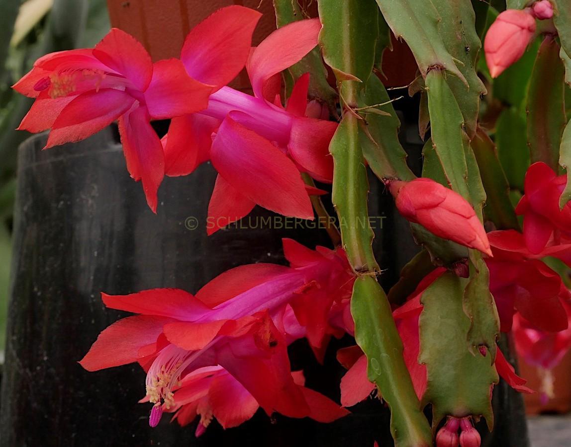 Schlumbergera 'Autumn Fireworks'