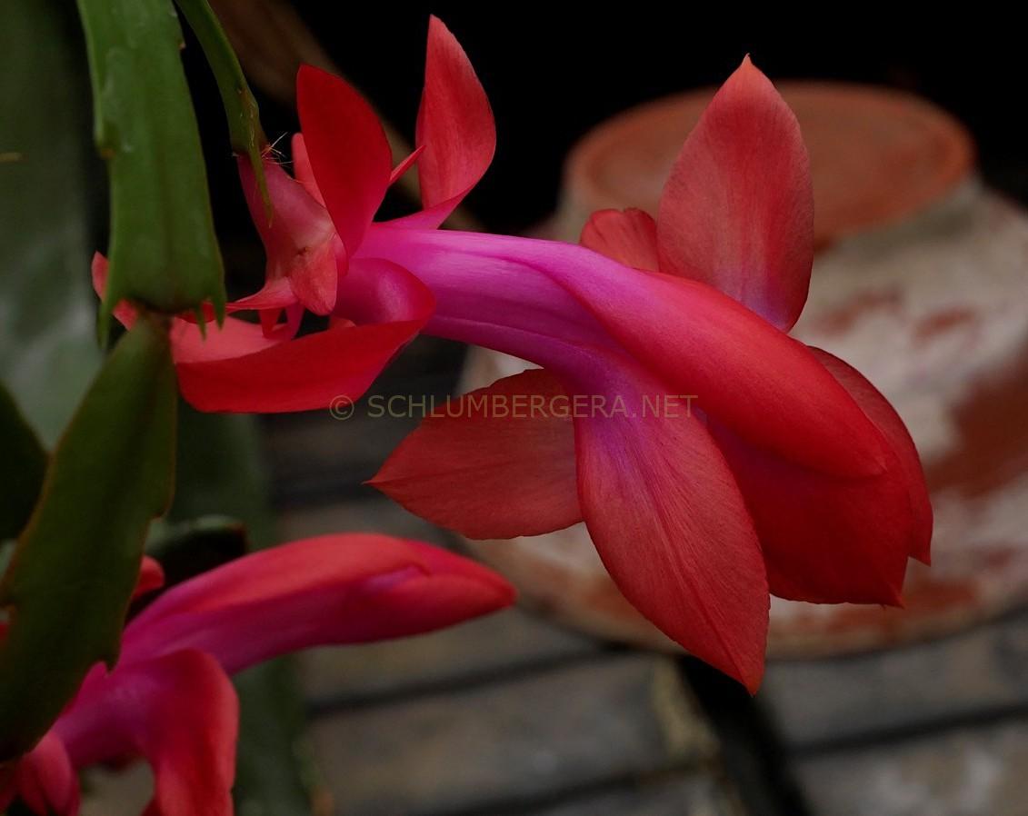 Schlumbergera 'Autumn Fireworks'