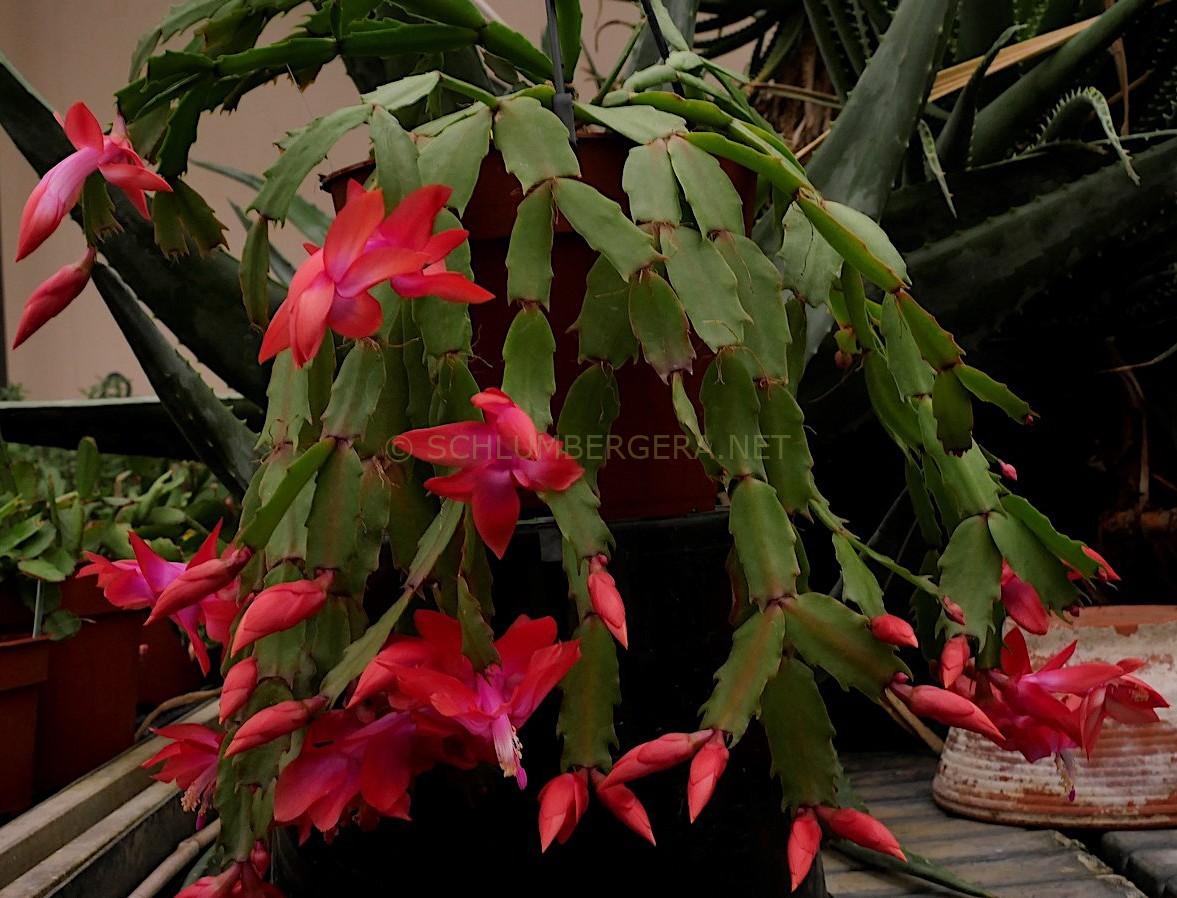 Schlumbergera 'Autumn Fireworks'
