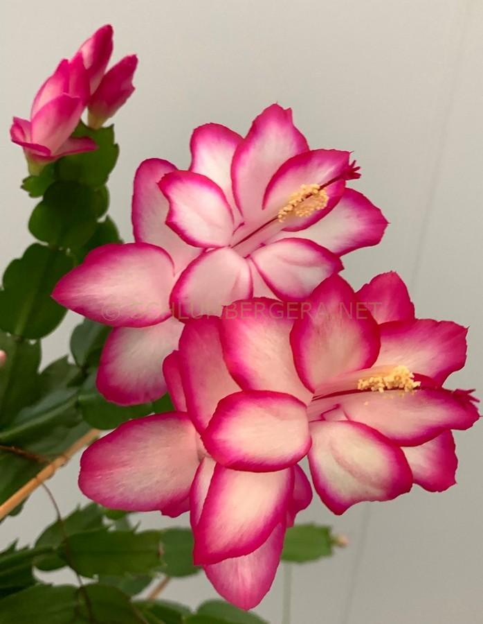 Schlumbergera 'Golden Pink'