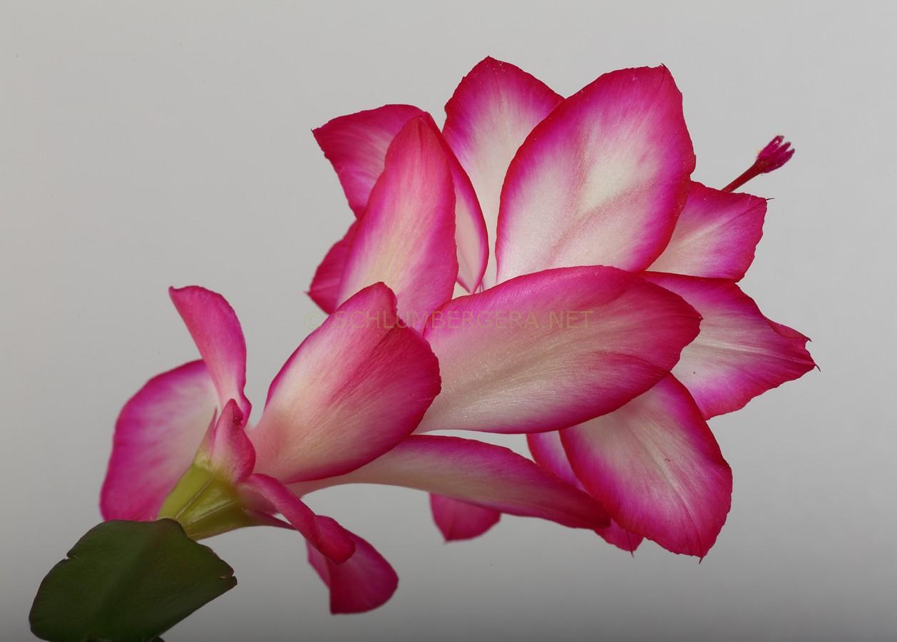 Schlumbergera 'Golden Pink'
