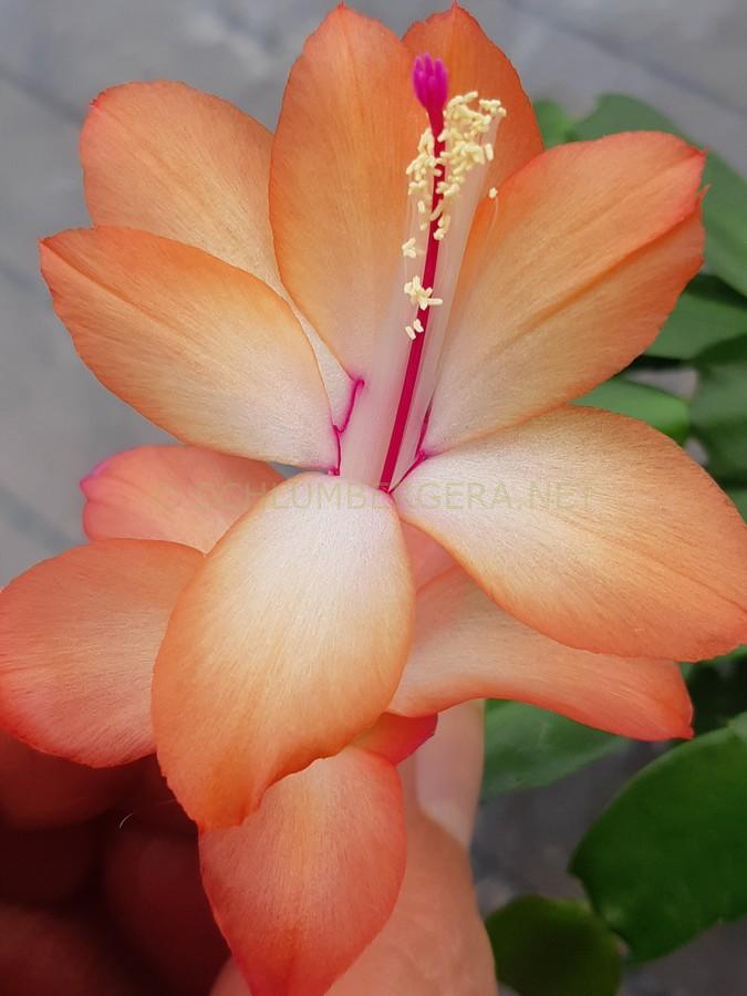 Schlumbergera 'Waltzing Mathilde'