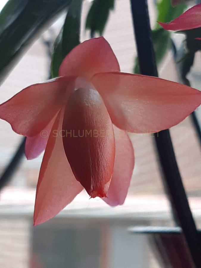Schlumbergera 'Waltzing Mathilde'