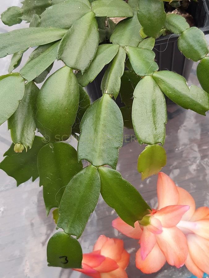 Schlumbergera 'Waltzing Mathilde'