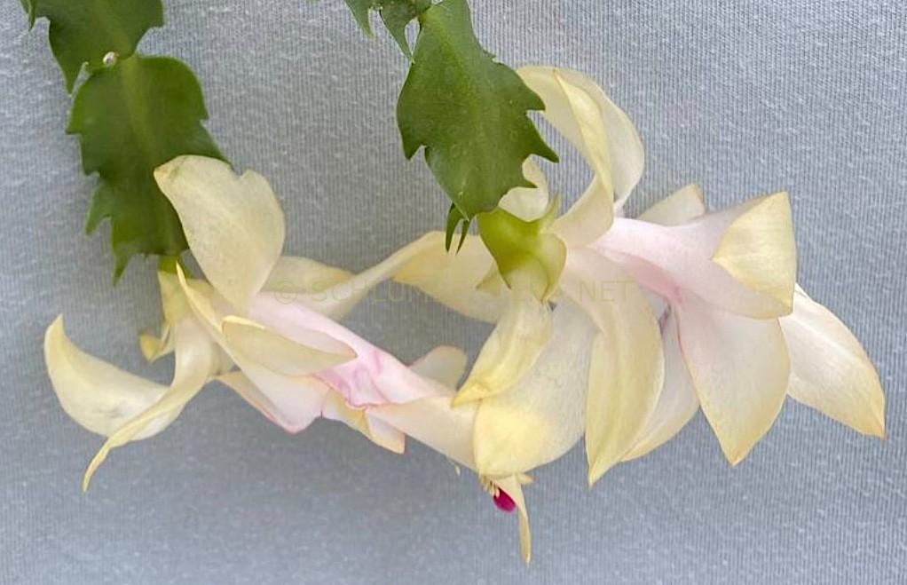 Schlumbergera 'White Dews'