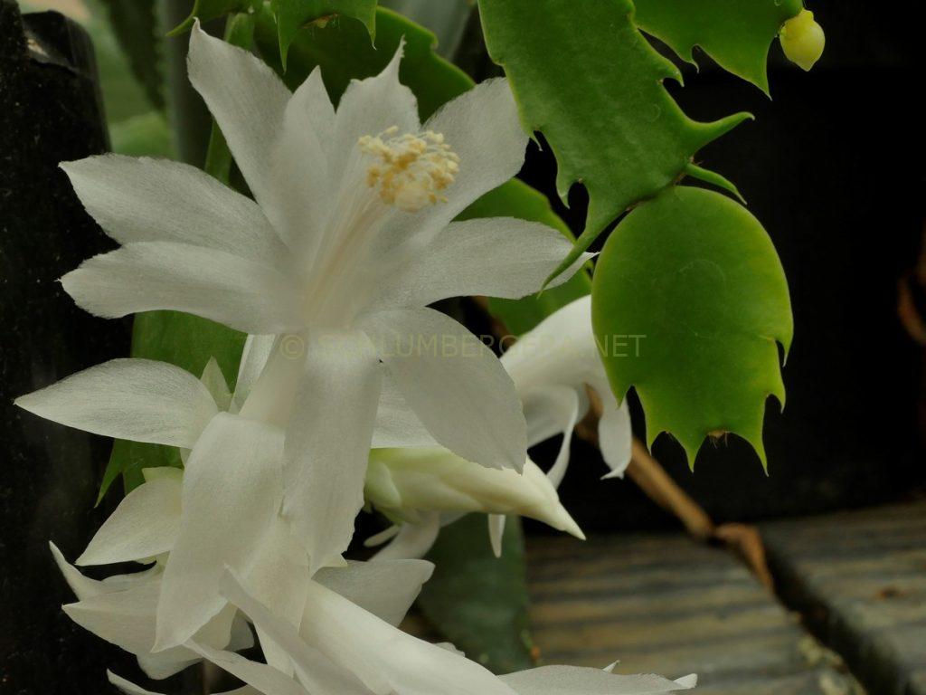 Schlumbergera 'Snow King'