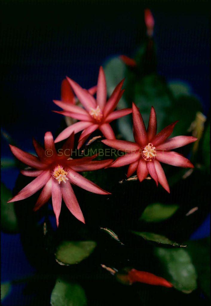 Rhipsalidopsis 'Andre'