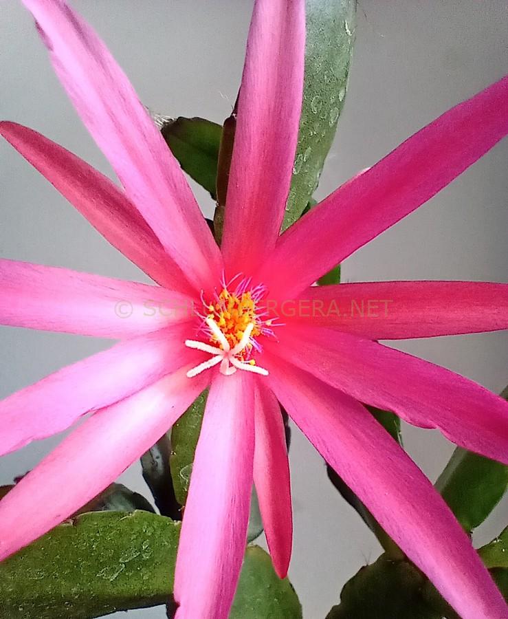 Rhipsalidopsis 'Olhar d'Osíres'