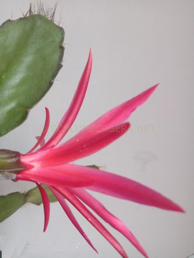 Rhipsalidopsis 'Olhar d'Osíres'