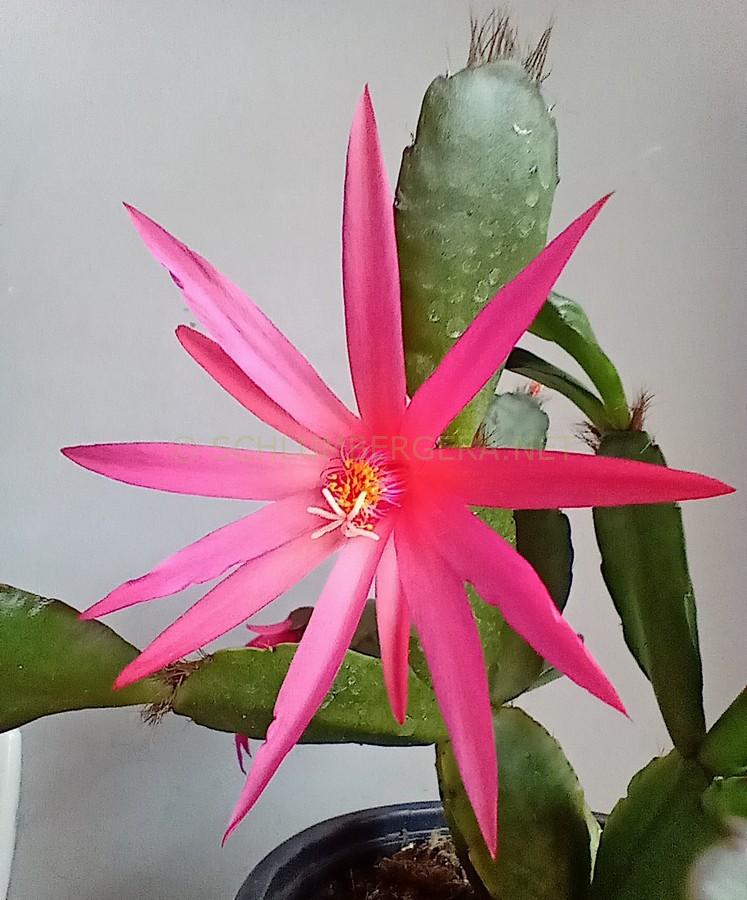 Rhipsalidopsis 'Olhar d'Osíres'