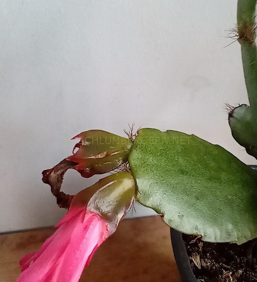 Rhipsalidopsis 'Olhar d'Osíres'
