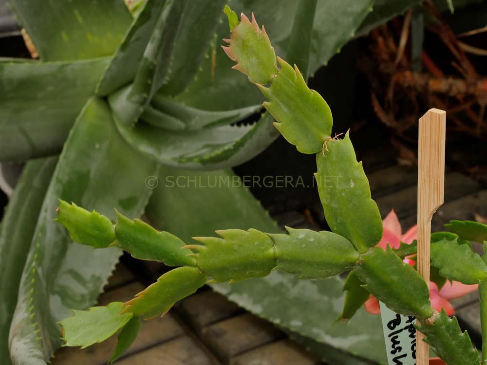 Schlumbergera 'Apricot Blush'