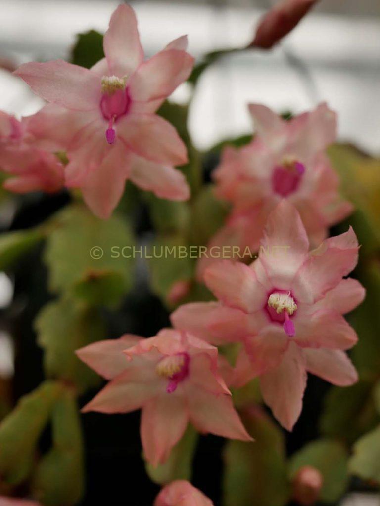 Schlumbergera 'Bella Ana'