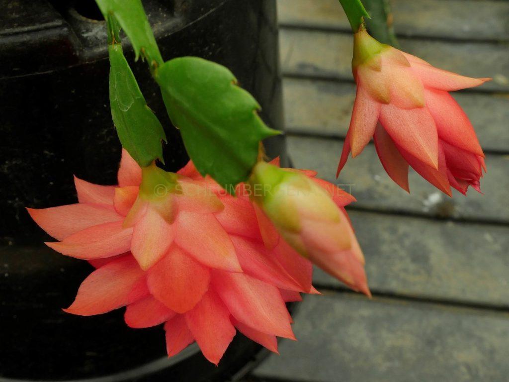 Schlumbergera 'Brazil Delight'