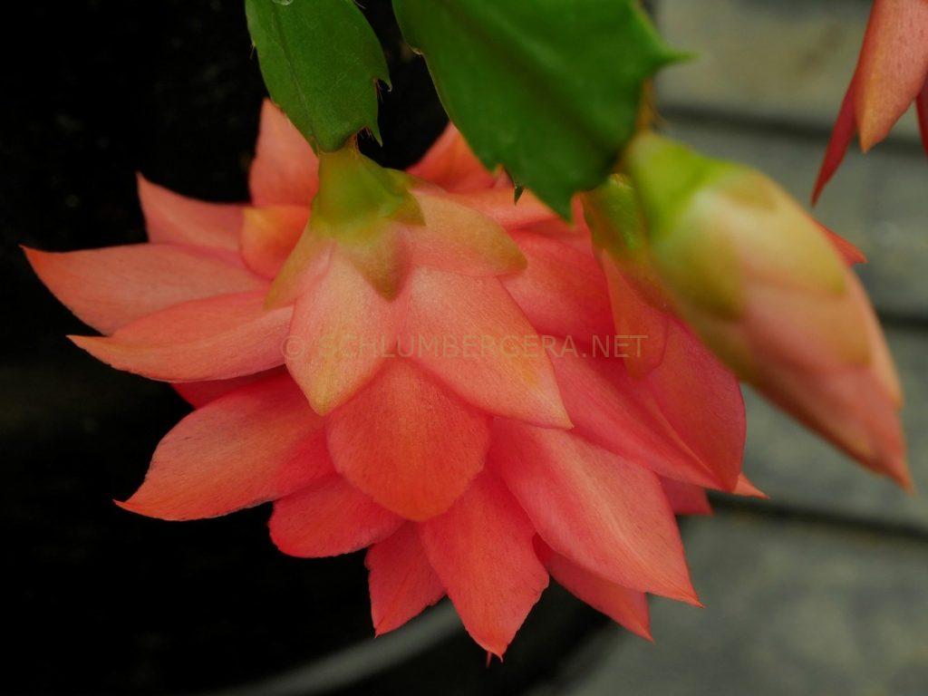 Schlumbergera 'Brazil Delight'