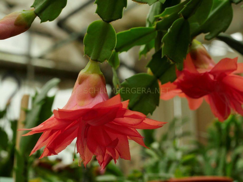 Schlumbergera 'Brazil Delight'
