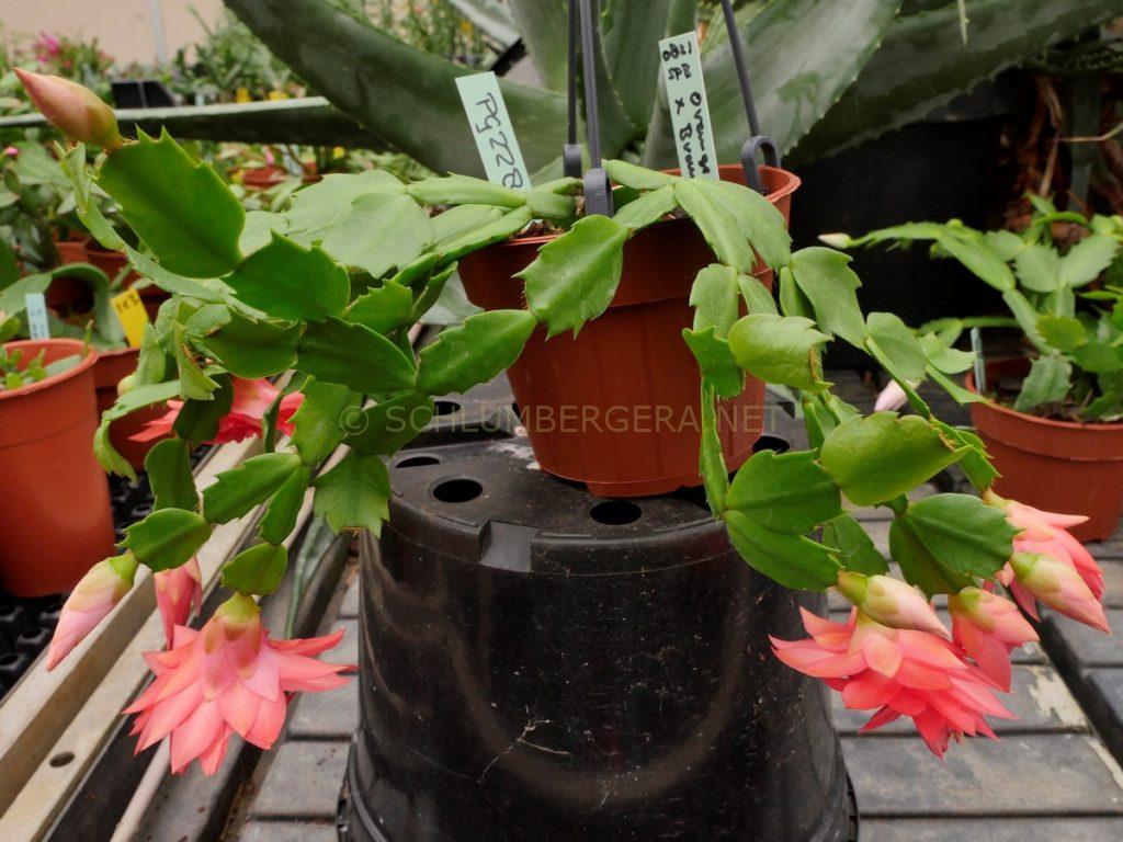 Schlumbergera 'Brazil Delight'