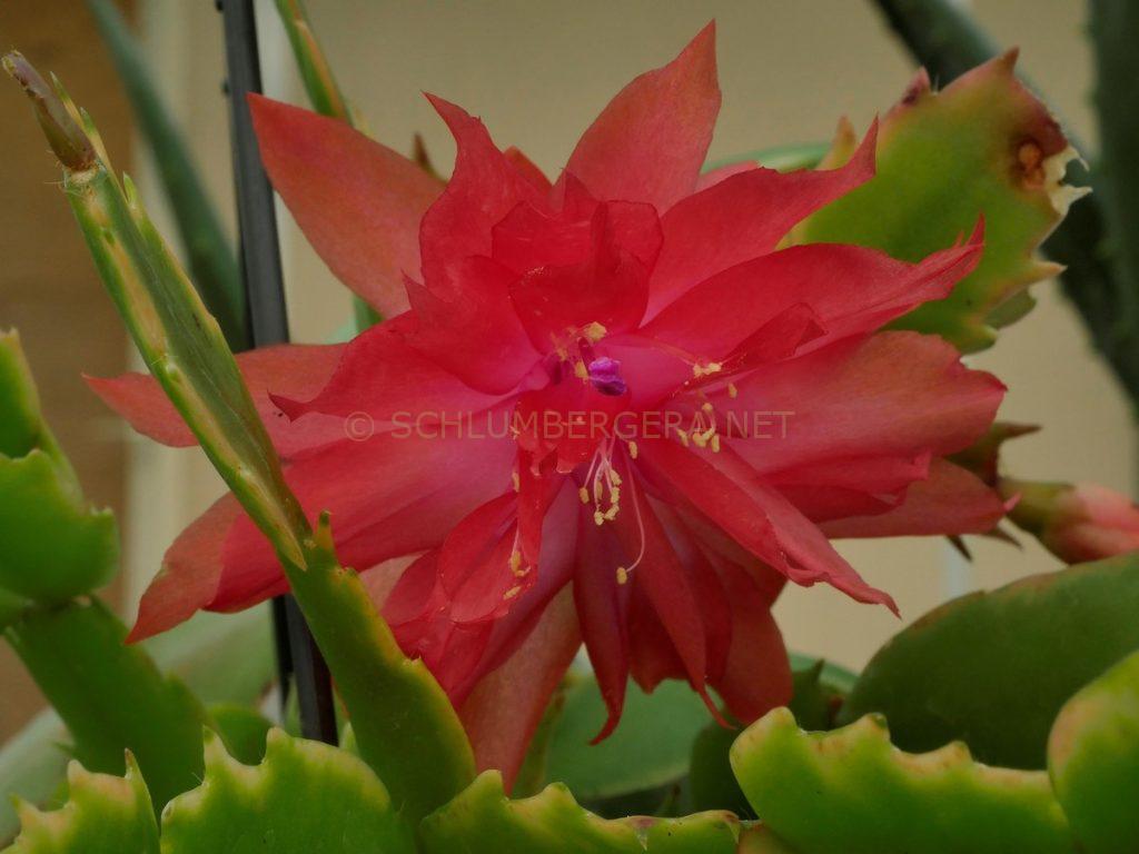 Schlumbergera 'Desert Heat'