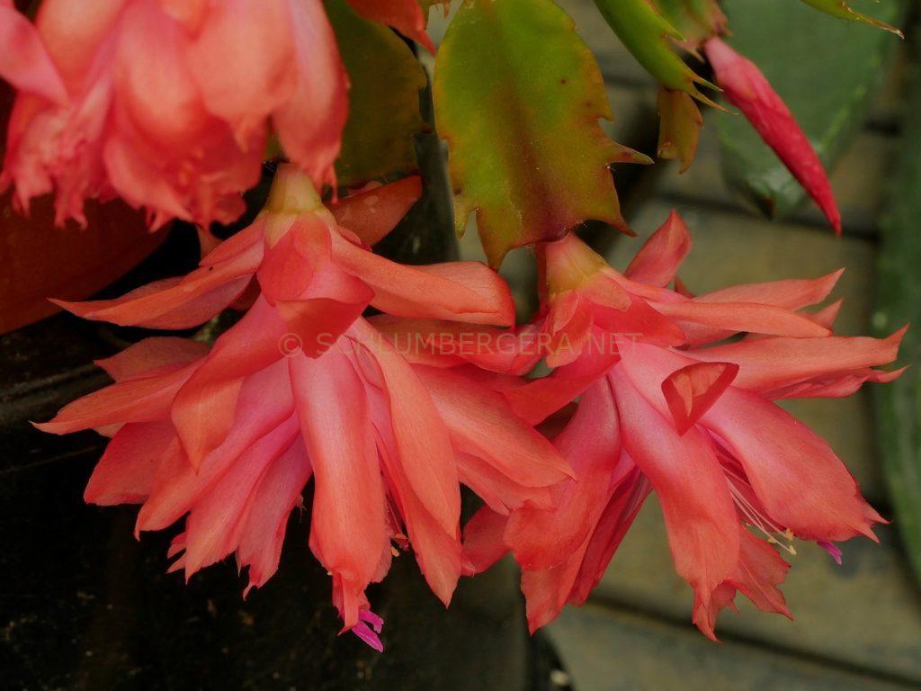 Schlumbergera 'Desert Heat'