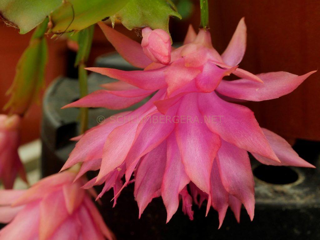 Schlumbergera 'Double Fantasy'