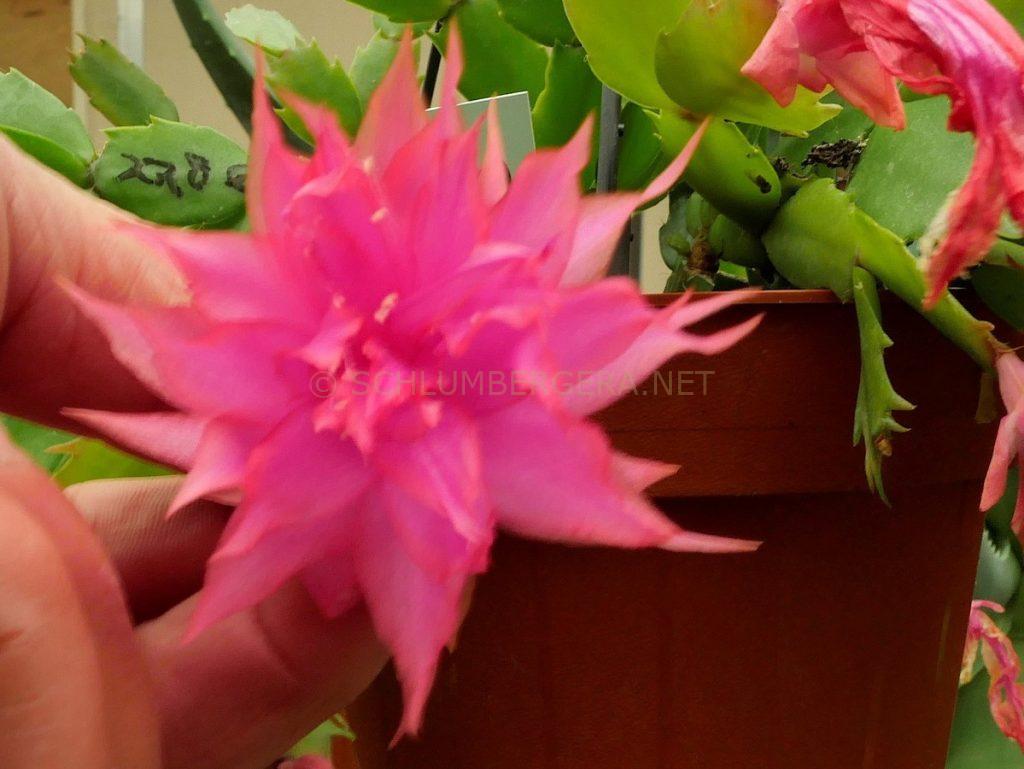 Schlumbergera 'Double Fantasy'